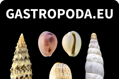 Gastropoda.eu - malacology and shells